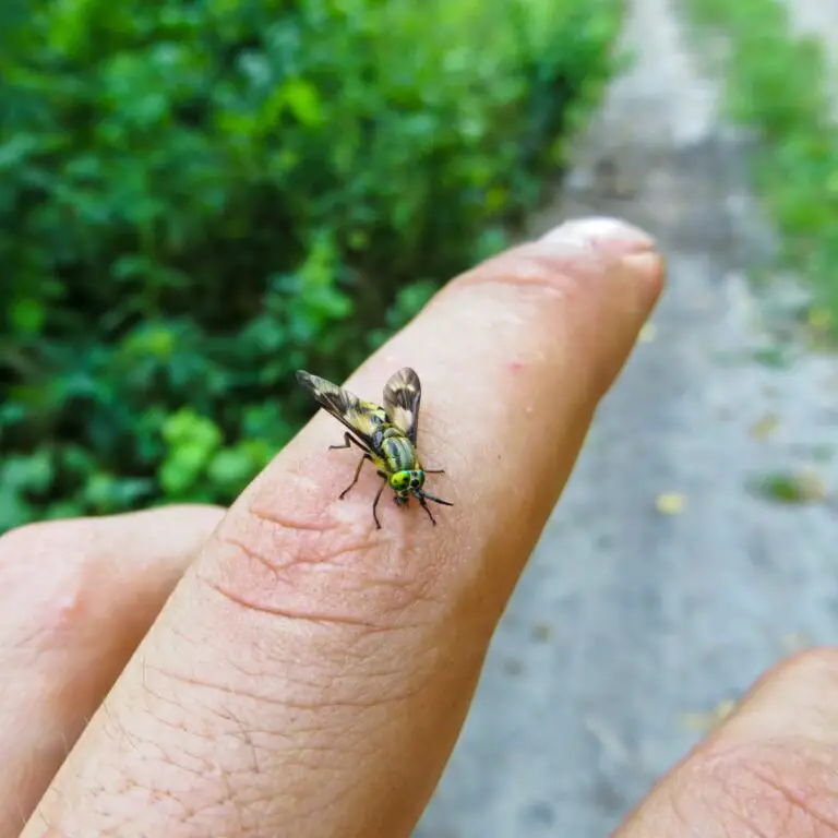 Fly Won’T Leave Me Alone Spiritual Meaning