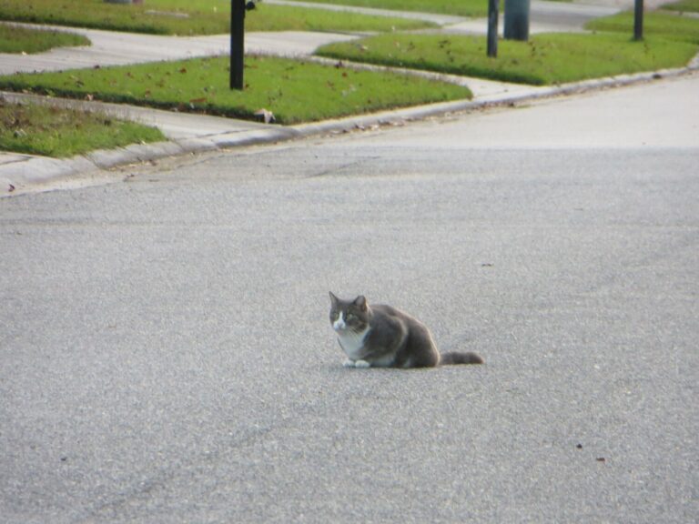 Grey Cat Spiritual Meaning