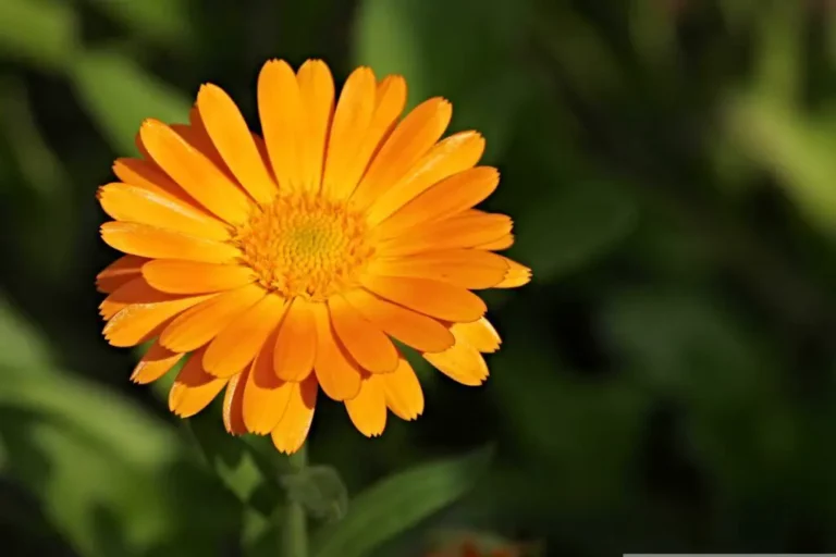 Calendula Spiritual Meaning: Symbolism of Renewal and Inner Light