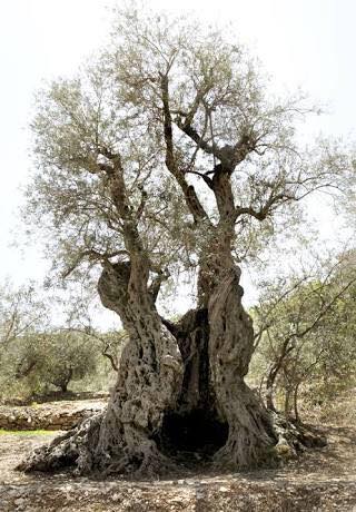 Biblical Meaning of Terebinth Tree