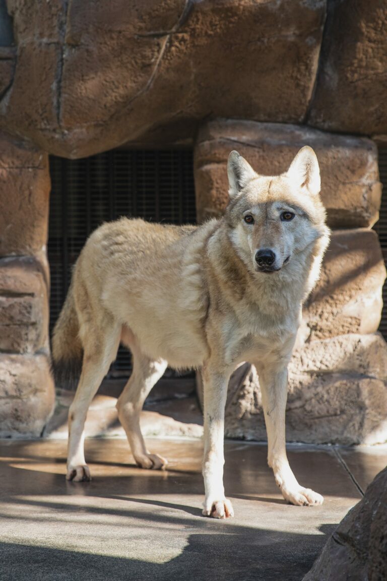 Biblical Meaning of Wolves in Dreams: A Guide to Spiritual Warning