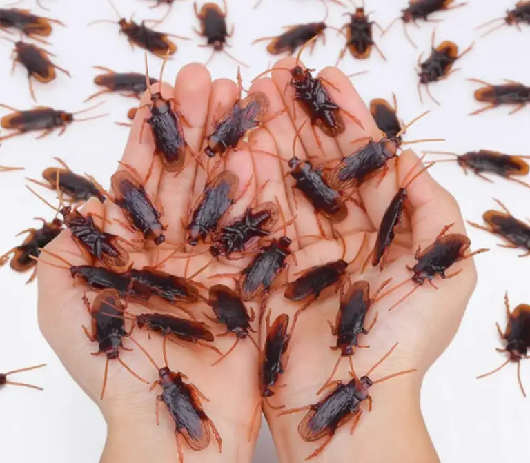 Spiritual Meaning of Dreaming of Cockroaches