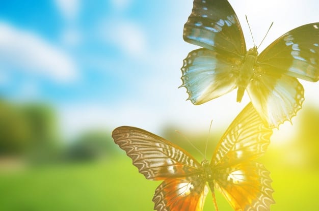 Biblical Meaning of Butterflies in Dreams