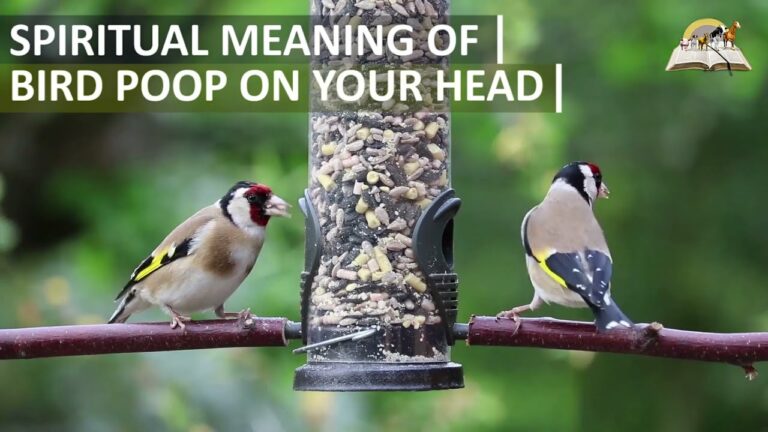 Biblical Meaning of Bird Pooping on You