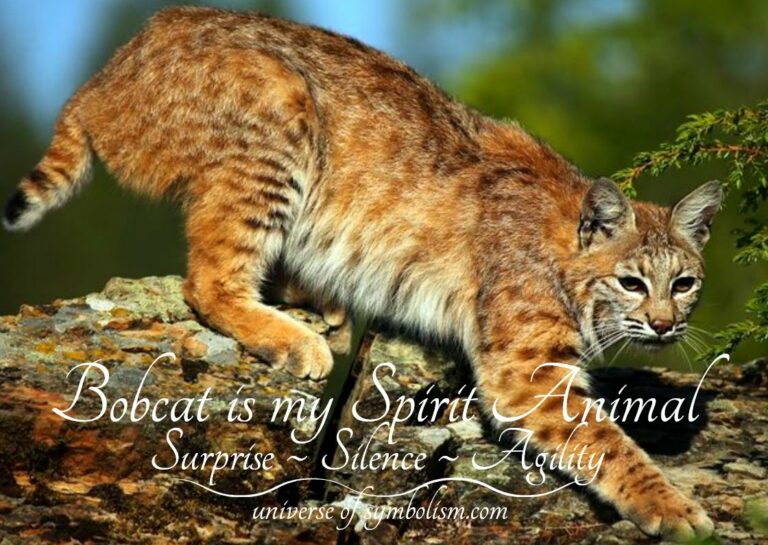 Bobcat Spiritual Meaning: Understanding Quiet Power and Self-Mastery