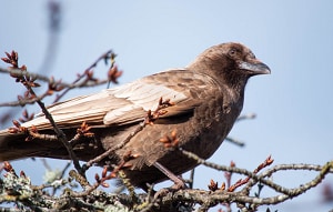 Bird Flying into House Spiritual Meaning