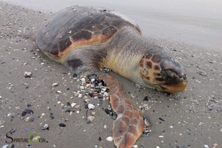 Dead Turtle Spiritual Meaning: Understanding Cycles of Change and Renewal