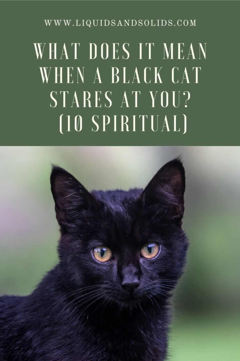 Black Cat Staring at Me Spiritual Meaning
