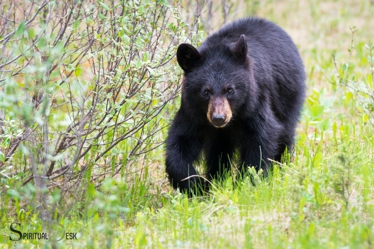 Spiritual Meaning of Seeing a Black Bear