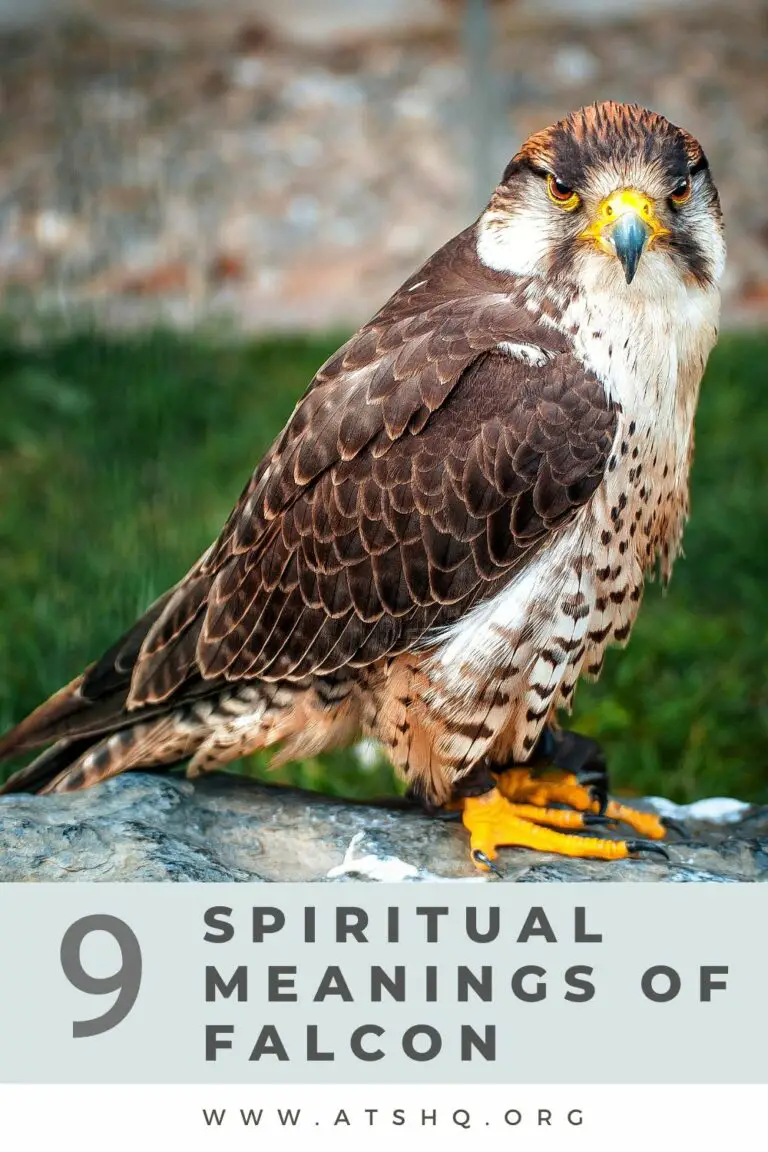 Biblical Meaning of Seeing a Falcon