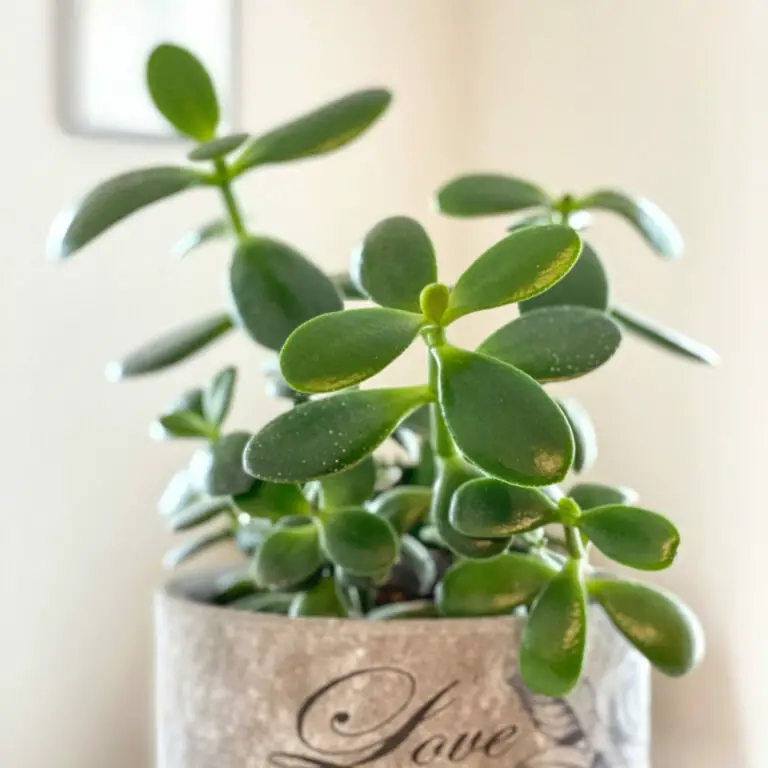 Jade Plant Spiritual Meaning: Discovering Prosperity and Good Luck