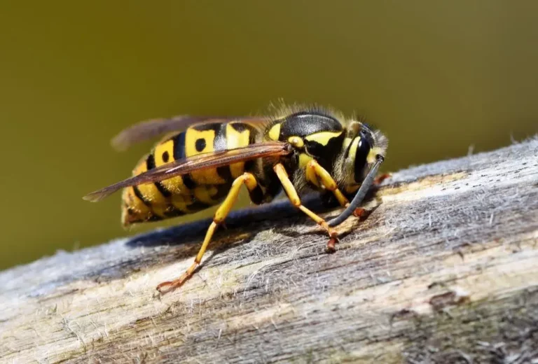 Spiritual Meaning of Hornets in Dreams: A Guide to Inner Conflict