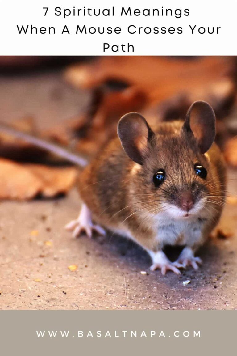 Spiritual Meaning of a Mouse Crossing Your Path: Guidance and Symbolism