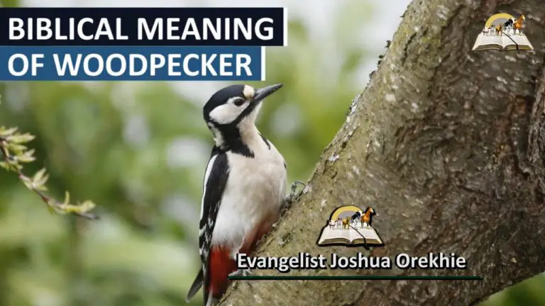 Biblical Meaning of Woodpecker