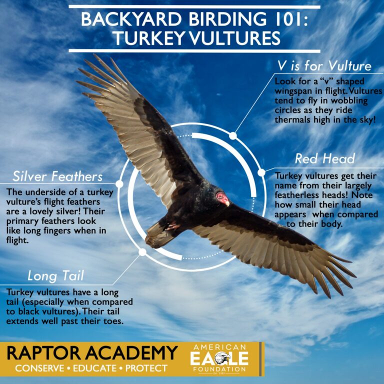 Black Vulture Spiritual Meaning: Embracing Transformation and Rebirth