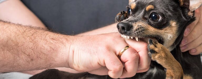Spiritual Meaning of Dog Bite in a Dream: Understanding Betrayal and Trust