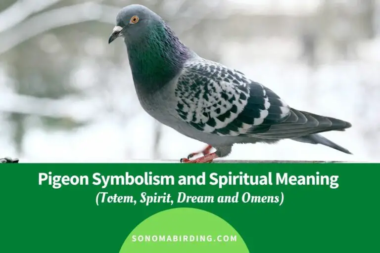 Grey Pigeon Spiritual Meaning