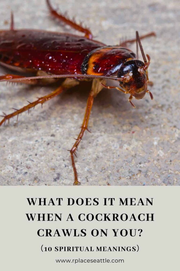 Spiritual Meaning of Cockroach Crawling on You: A Guide to Transformation