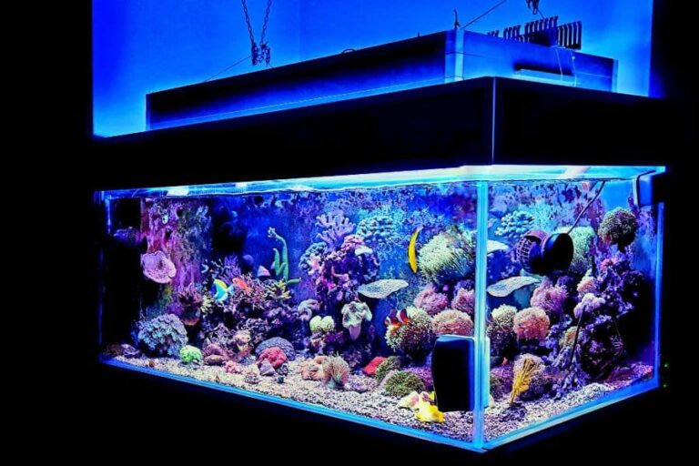 Biblical Meaning of Aquarium in Dream: Understanding Spiritual Messages