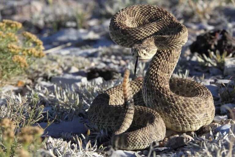 Spiritual Meaning of Rattlesnake in Dream