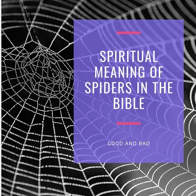 Biblical Meaning of Spiders in Dreams