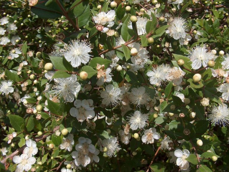 Myrtle Tree Spiritual Meaning: Symbolism of Love and Renewal