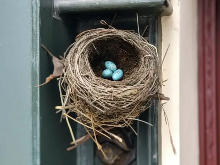 Spiritual Meaning of Bird Nest at Front Door: A Guide to Protection and New Beginnings