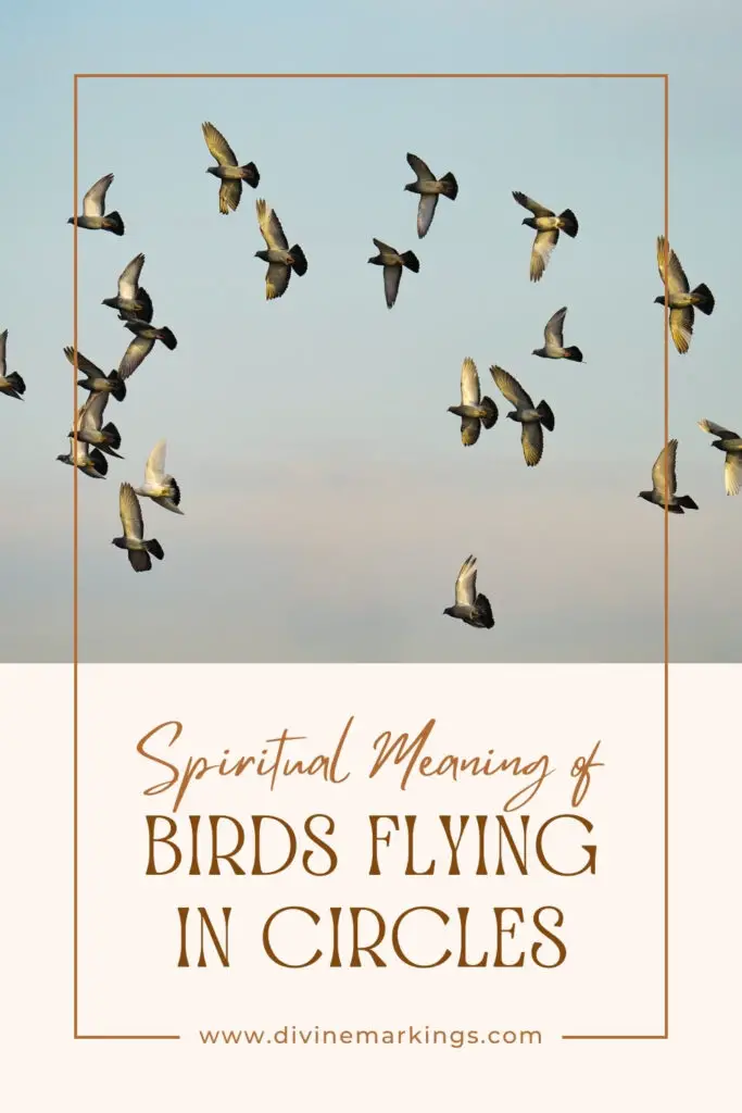 Birds Flying in Circles Spiritual Meaning And Symbolism