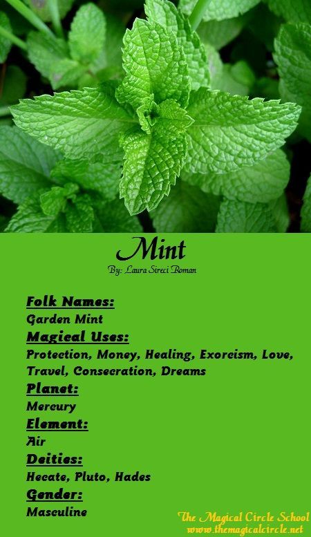 Mint Spiritual Meaning