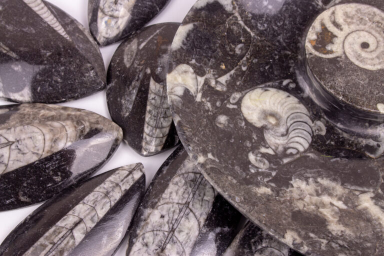 Orthoceras Fossil Spiritual Meaning