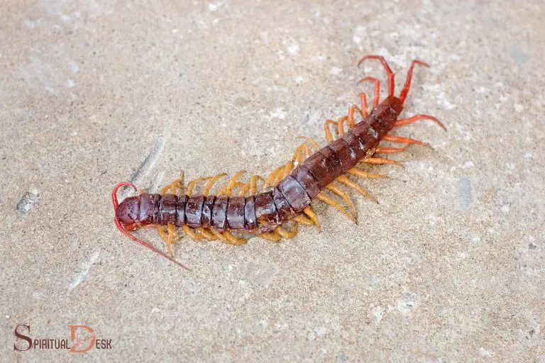 Seeing Centipede in House Spiritual Meaning