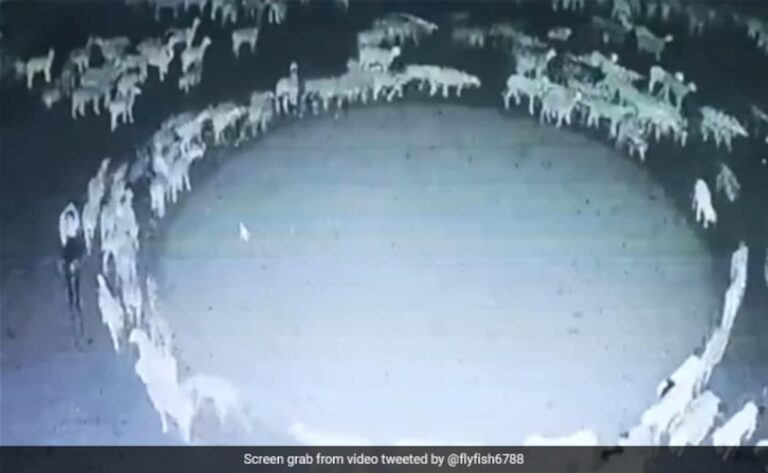 Sheep Walking in Circles Spiritual Meaning
