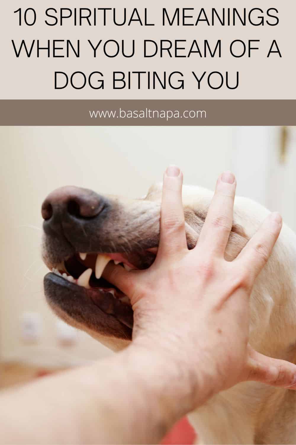 Spiritual Meaning of Dog Bite on Right Hand