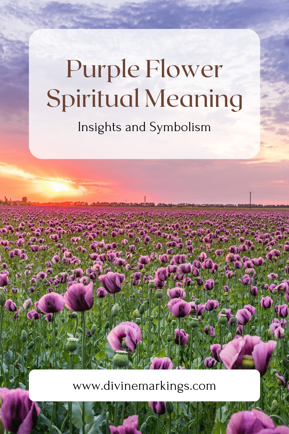 Purple Flower Spiritual Meaning