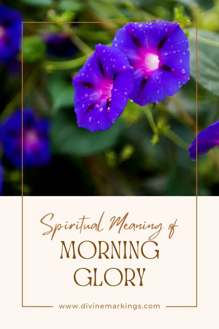 Morning Glory Spiritual Meaning: Symbolism & Significance