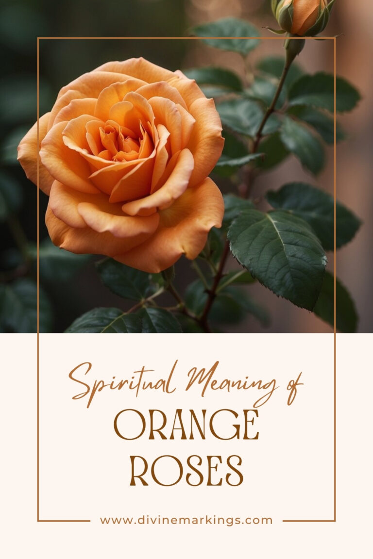 Orange Rose Spiritual Meaning: Symbolism and Significance Explained