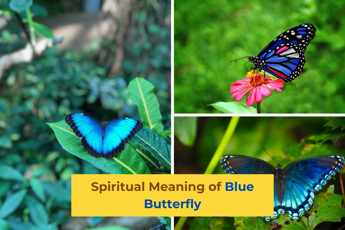 Spiritual Meaning of Blue Butterfly
