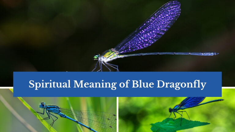 Blue Dragonfly Spiritual Meaning: Symbols, Significance, and Insights