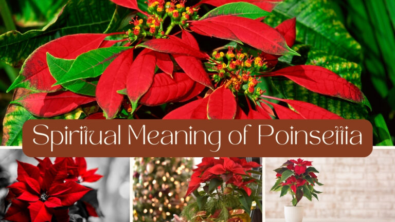 Spiritual Meaning of Poinsettia: Unveil the Symbolism and Significance