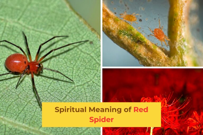 Discover the Mystical Meaning Behind Red Spiders
