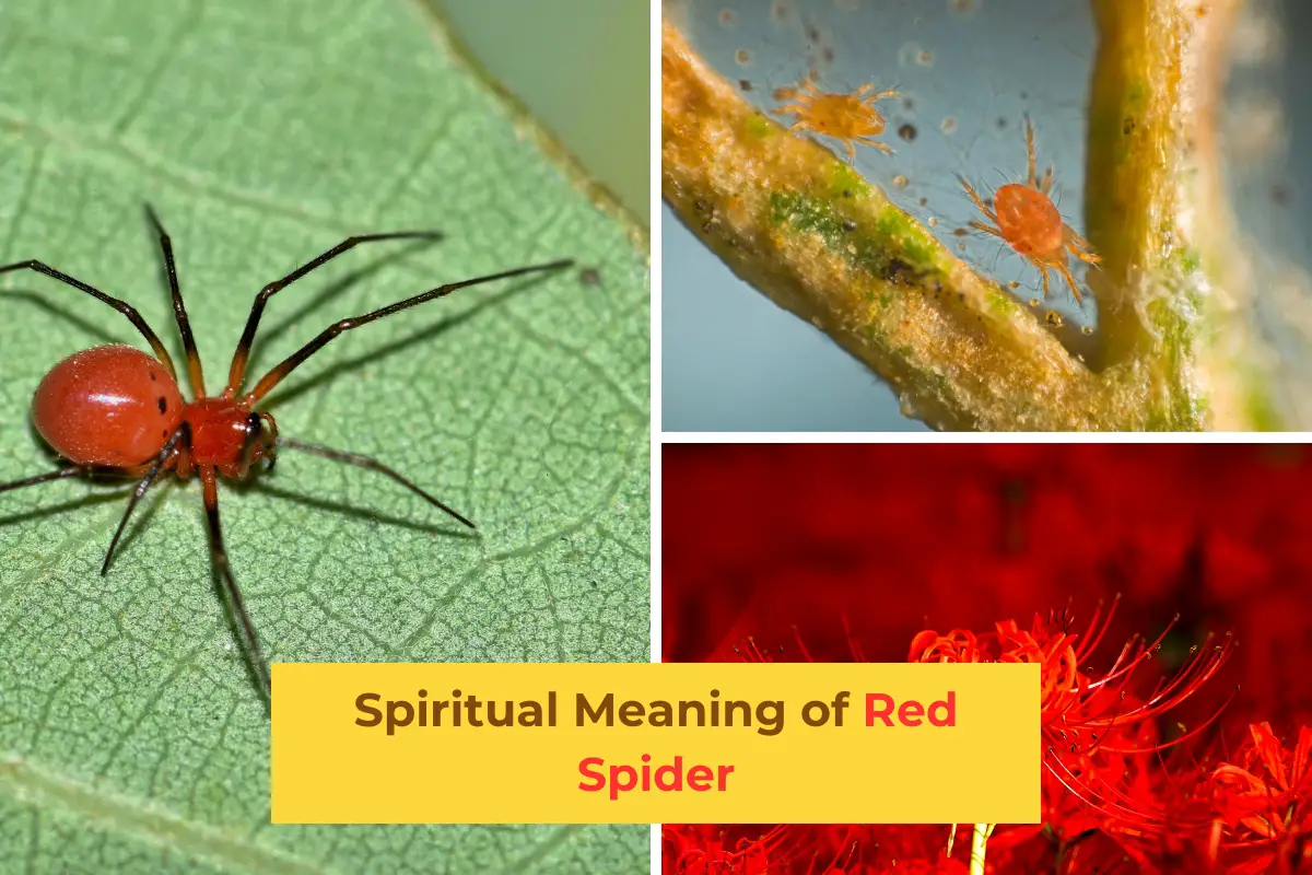 Red Spider Symbolism What Does It Mean Spiritually?