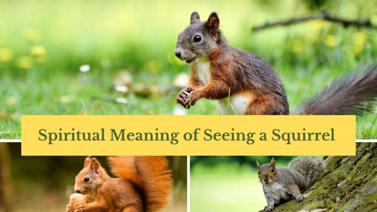 Seeing a Squirrel Spiritual Meaning: What Does It Symbolize?