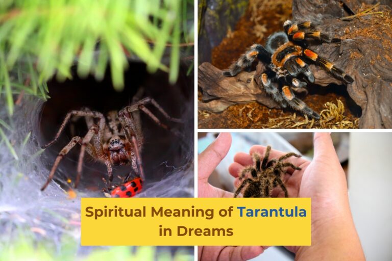 Spiritual Meaning of Tarantula in Dreams