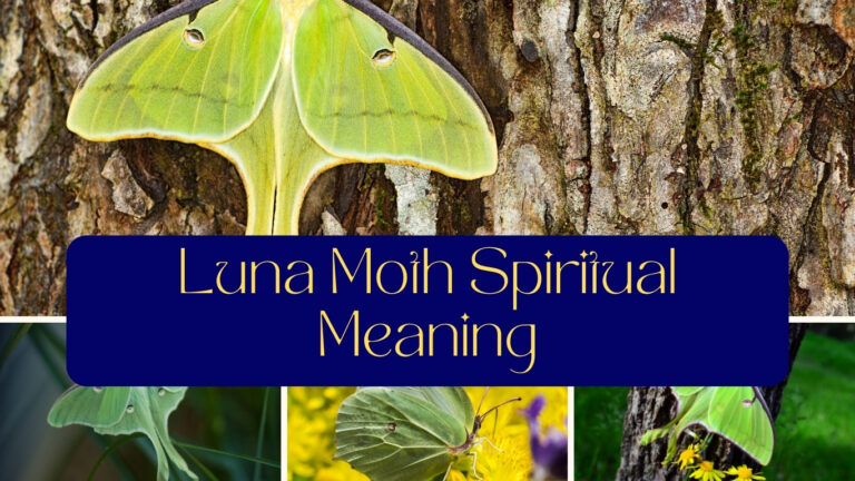 Luna Moth Spiritual Meaning: Symbolism Behind this Mystical Insect