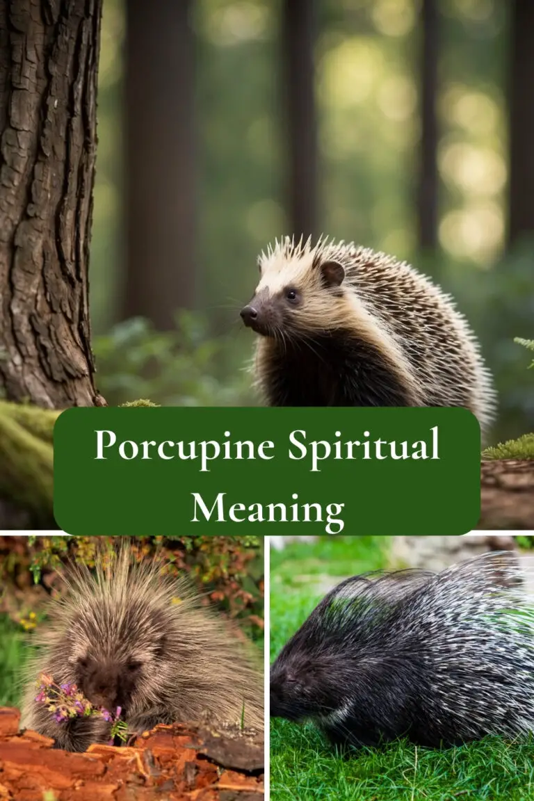 Porcupine Spiritual Meaning