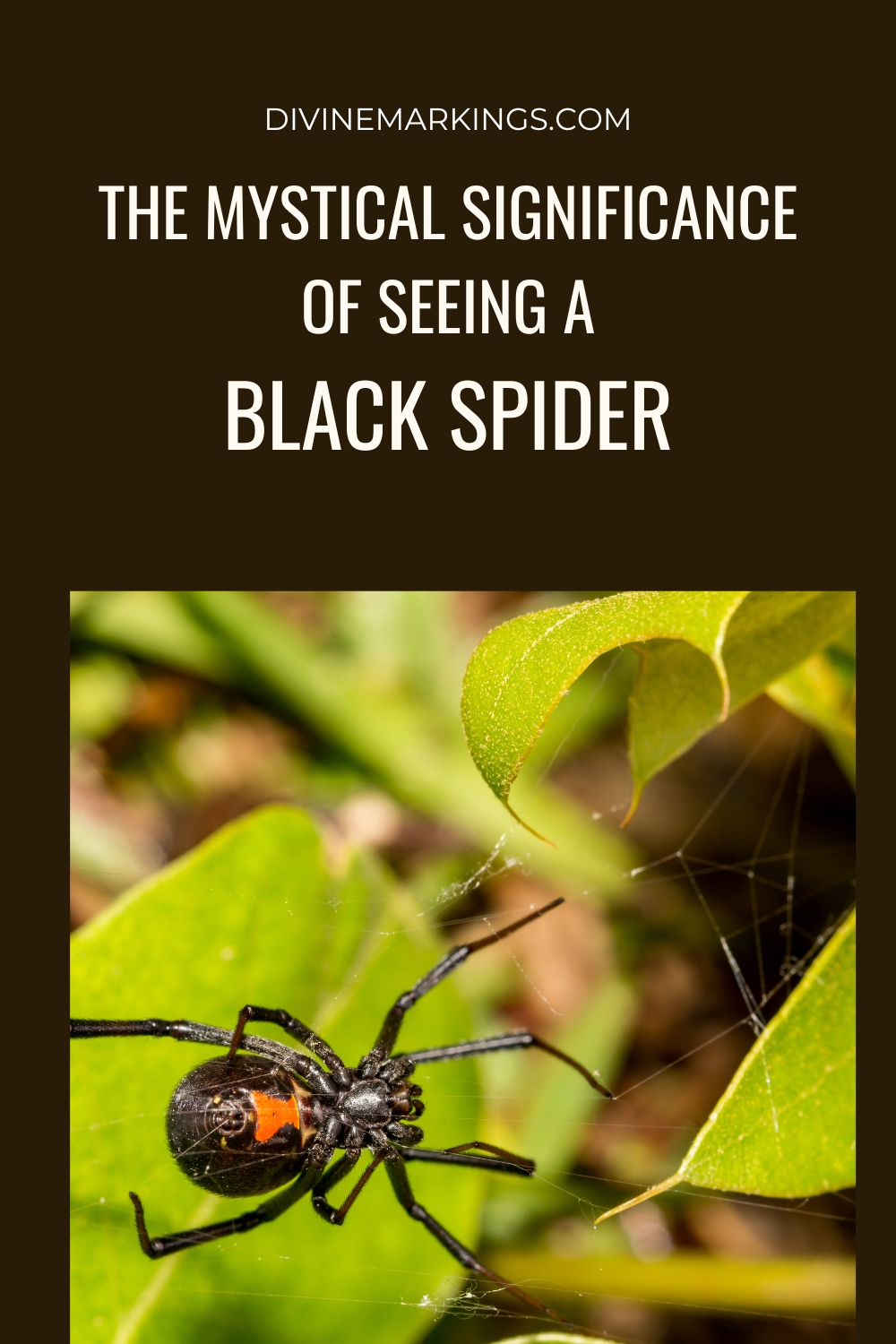 The Mystical Significance of Seeing A
Black Spider