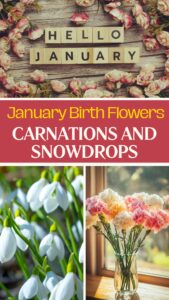 January Birth Flowers: Carnations and Snowdrops