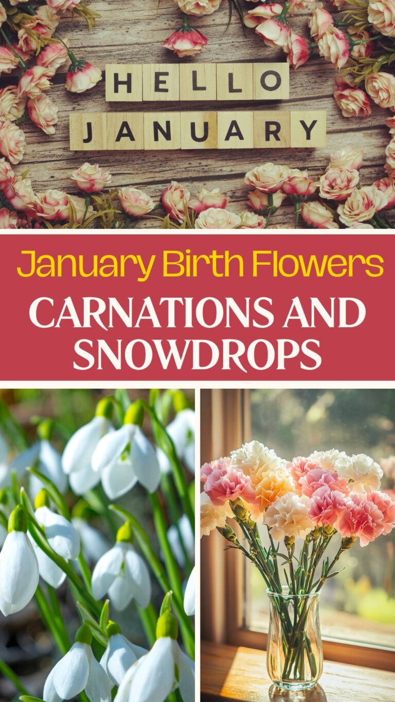 January Birth Flowers: Carnations and Snowdrops