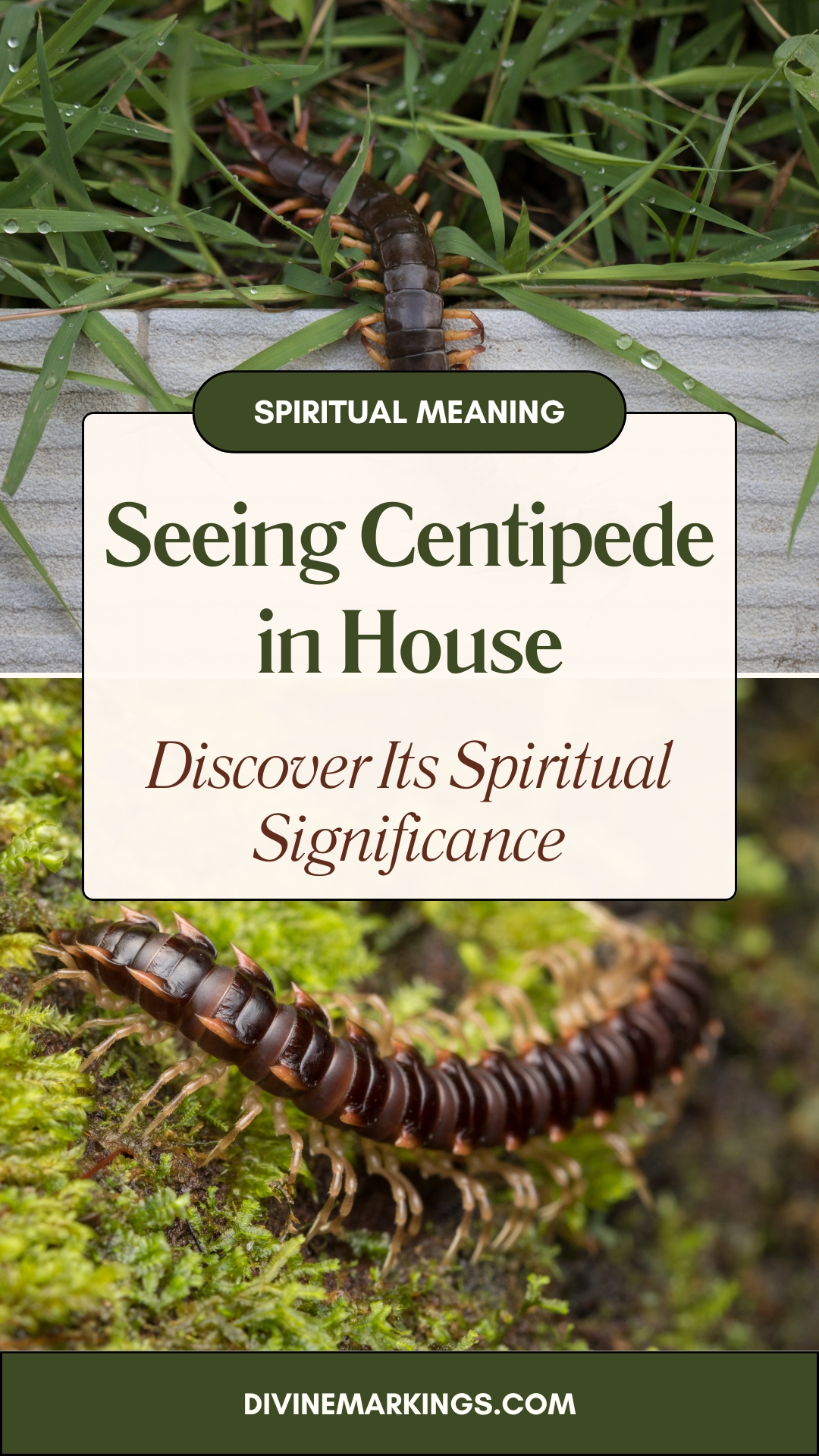 House Centipede Meaning