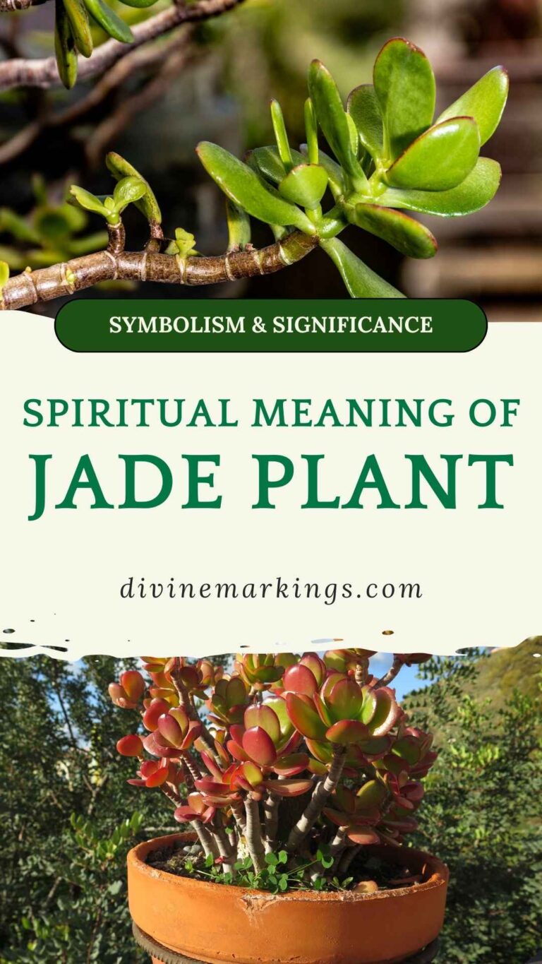 Jade Plant Spiritual Meaning: Discovering Prosperity and Good Luck